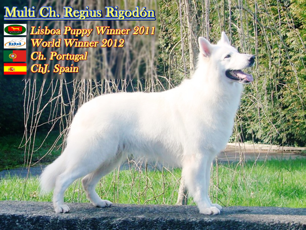 Multi Ch.WW  Regius Rigodon, pastor blanco suizo